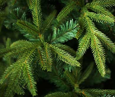 Искусственные ёлки премиум в Санкт-Петербурге